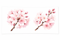 Two Cherry Blossoms #FLR061